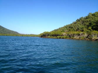 Prehistoric mangroves