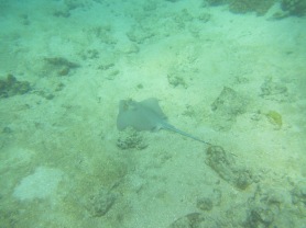 Lagoon ray- SPOTTED!