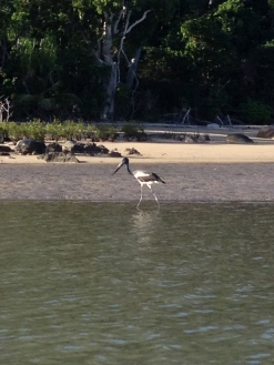 Jaberoo stork at Scraggy Point