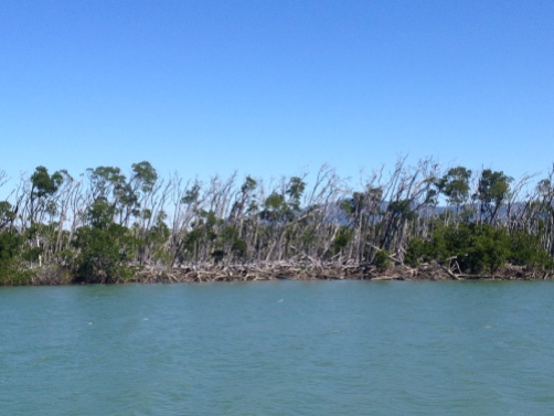 Damaged mangroves by Yasi at Coral Creek entrance 07.08.15