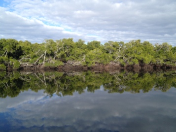 Mirrored mangroves 08.08.15