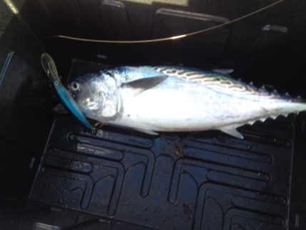 Caught this fella on the way to Fitzroy Isl 17.8.15