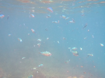 scatter of fishes