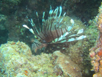 Red fire fish (lion fish)