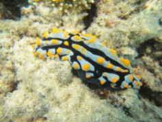 Sea slug (Phyllidia varicosa)
