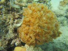 Soft coral feeding