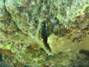 Goby hiding inside an oyster shell