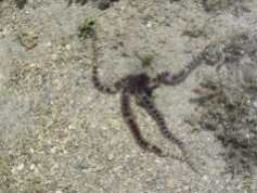 "life at Hope": brittle star, on the reef flat