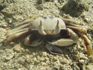 life at Hope: Ghost crab