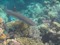 'Nother white tip shark