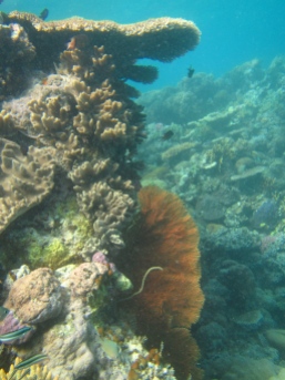 coralscapes