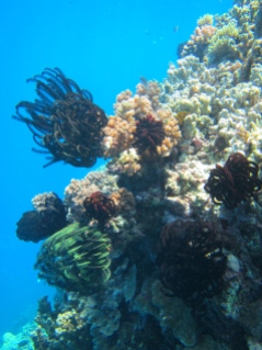 Cluster of feather stars