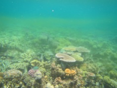 Coral spawning at Mackay reef